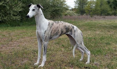 Whippet Review 